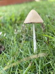 Conocybe