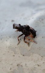 Pyrops candelaria