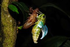 Dundubia