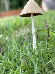 Conocybe
