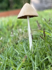 Conocybe