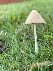 Conocybe