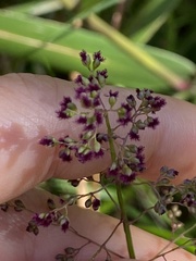 Isachne distichophylla