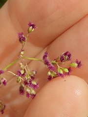 Isachne distichophylla