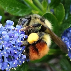 Bombus melanopygus