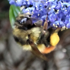 Bombus melanopygus