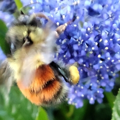 Bombus melanopygus