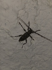 Graphisurus despectus