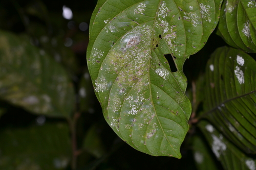 Lanzones Scale Insect (Unaspis mabilis) · iNaturalist