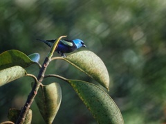 Stilpnia cyanicollis