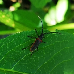 Desmocerus aureipennis