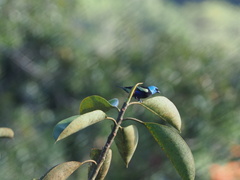 Stilpnia cyanicollis