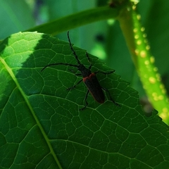 Desmocerus aureipennis