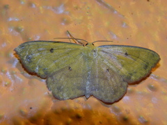 Semaeopus ella