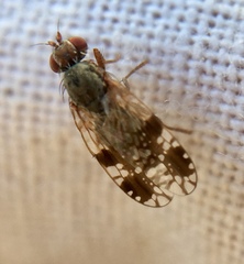 Tephritis neesii