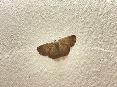 Geometridae