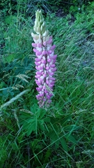 Lupinus nootkatensis