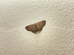 Geometridae