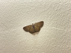 Geometridae