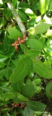 Viburnum erubescens