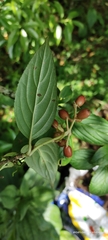 Viburnum erubescens