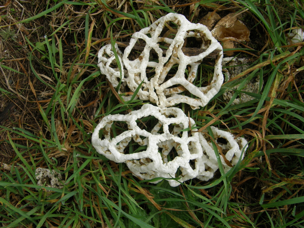 white basket fungus from Ngāruawāhia, New Zealand on June 04, 2021 at