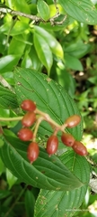 Viburnum erubescens