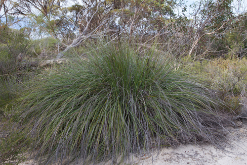 Gahnia deusta · iNaturalist