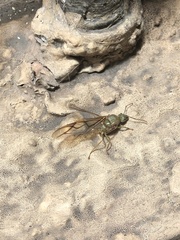 Oecophylla smaragdina