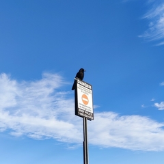 Corvus brachyrhynchos