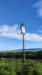 Corvus brachyrhynchos