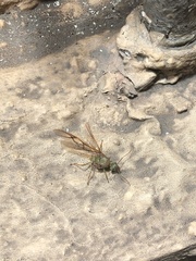 Oecophylla smaragdina