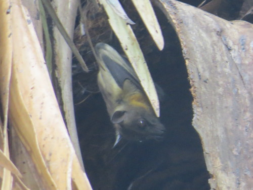 Straw-coloured Fruit Bat