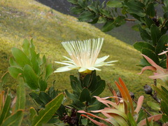 Protea aurea aurea