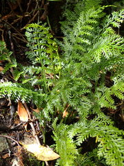 Asplenium rutifolium