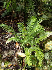 Asplenium rutifolium