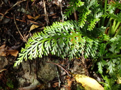 Asplenium rutifolium