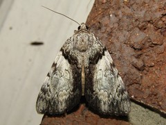 Catocala lincolnana