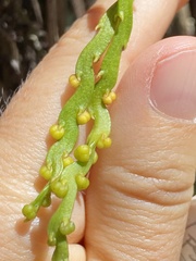 Psilotum complanatum