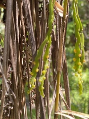 Psilotum complanatum