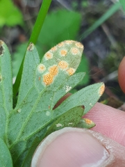 Aecidium ranunculi-acris