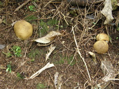 Scleroderma flavidum macrosporum