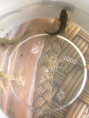 Tridentiger brevispinis