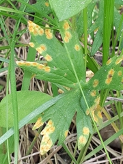 Aecidium ranunculi-acris