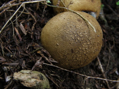 Scleroderma flavidum macrosporum