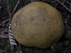 Scleroderma flavidum macrosporum