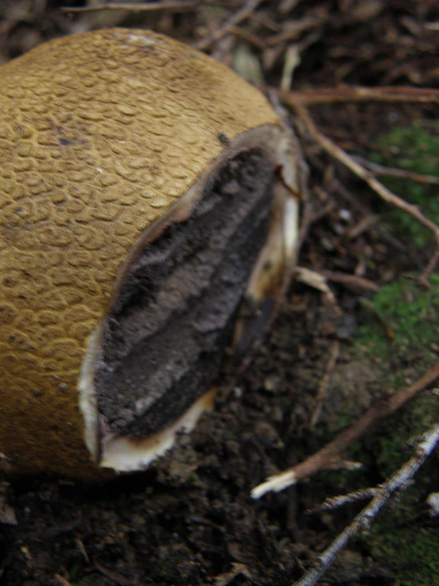 Scleroderma flavidum macrosporum