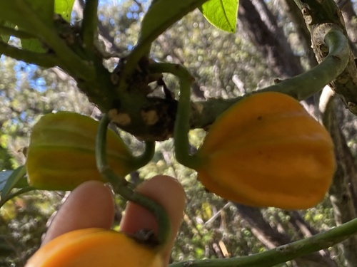 Clermontia hawaiiensis