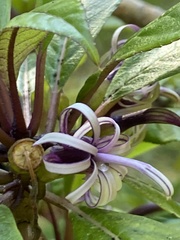 Clermontia parviflora