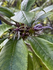 Clermontia parviflora